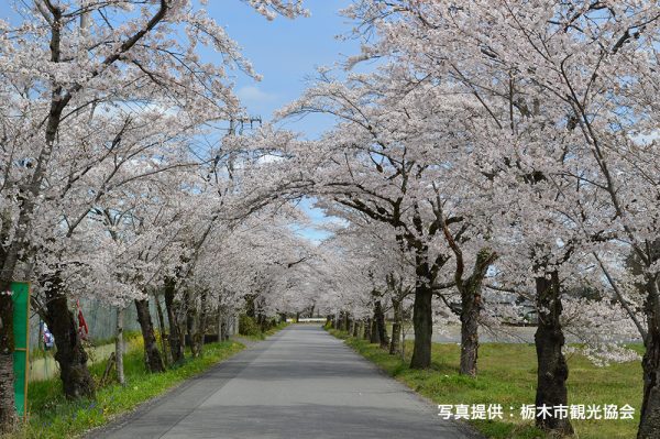 賃貸ガレージハウス｜ICからの関東ドライブ｜太平山の桜のトンネル