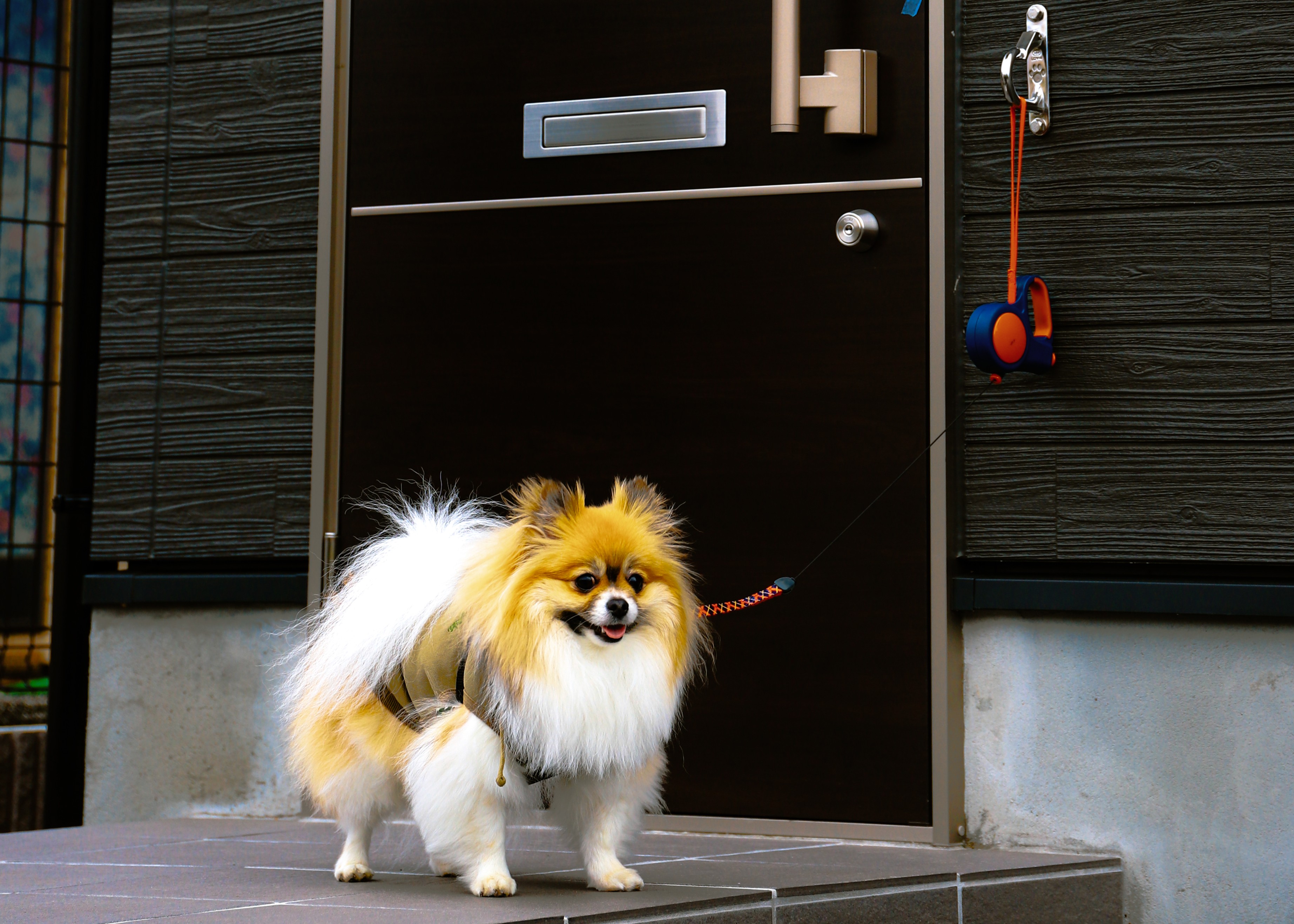 玄関ドア横のリードフックに繋がれた犬と、タイル張りの玄関ポーチ