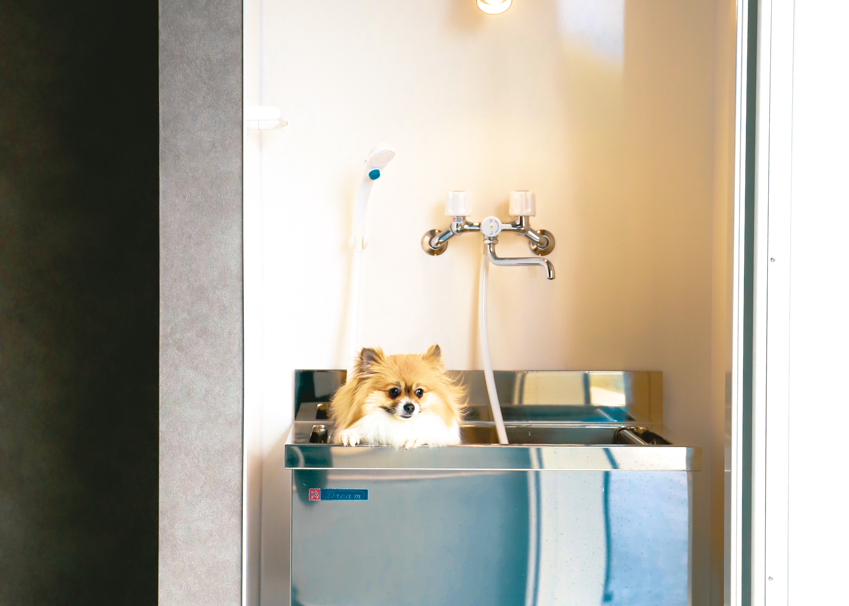 ガレージ内に設置されたステンレス製多機能シャワーバスに乗る犬